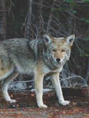 Rong Zhao, male, Nin