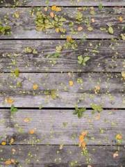 lt;The misfortune of