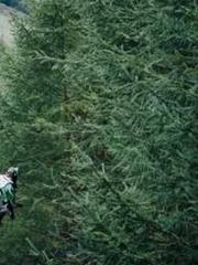 lt;lt;lt;Reborn Soar