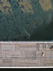 Become a big shot in