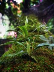 lt;lt;Legend of Yunx