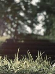 Super husband Lin Xi