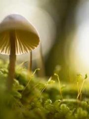 The Ugly Womanapos;s