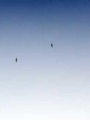 Eternal Sword Ancest