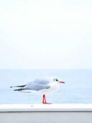 The Generalapos;s Hu