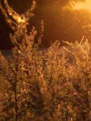 Falling for You: The