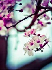 Mr. Gu, your wife is